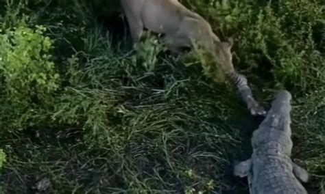 Watch ‘Truly Epic’ Battle Footage of a Lion vs. a Crocodile - Outdoors ...