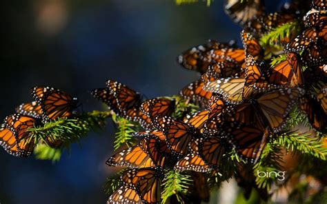 Monarch Butterfly Wallpapers - Wallpaper Cave