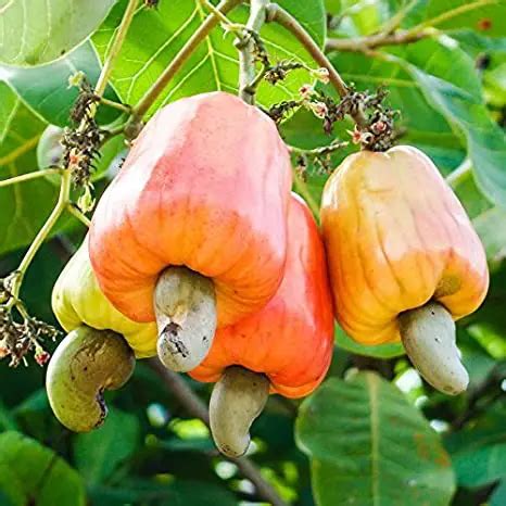 Cashew Tree