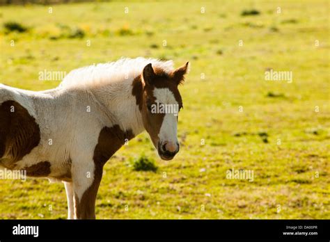 Shire horse foal Stock Photo - Alamy