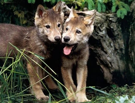 Red Wolf | The Biggest Animals Kingdom