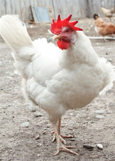 The Cornish Chicken Breed Profile – All You Need To Know - The Happy Chicken Coop