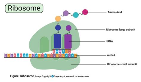 Ribosomes In Plant Cells