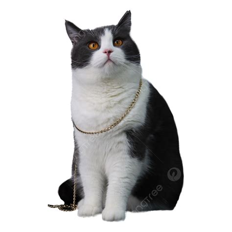 Black And White British Shorthair Cat With Chain, British Shorthair ...