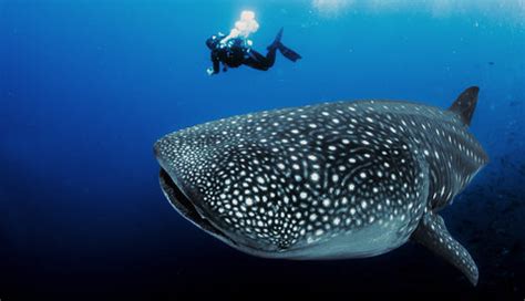 Whale Shark Migration and the Incredible Great Shark Race – Slipins Swimwear