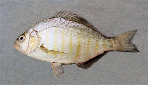 Surfperch Family Photographs, and Information – Embiotocidae | Mexican ...