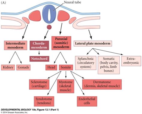 Paraxial Mesoderm Flashcards | Quizlet