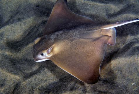 Bat Ray – "OCEAN TREASURES" Memorial Library