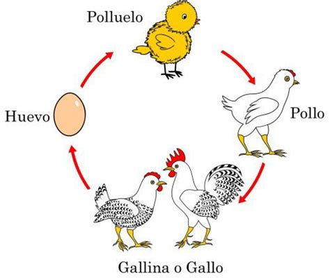 Características comunes que compartimos los Seres Vivos - Significados