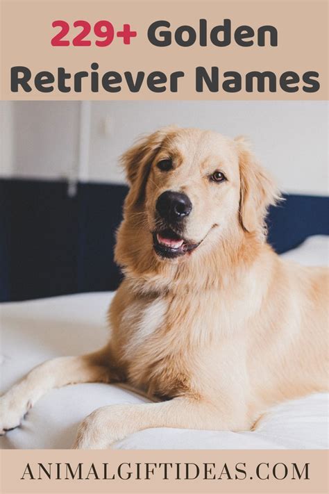 400 of the best most cutest golden retriever dog names ever – Artofit