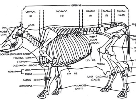 Draw And Label The Skeleton Of A Cow - All About Cow Photos