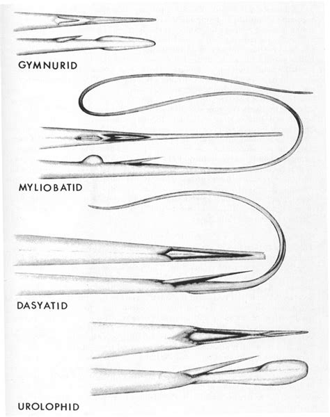 Stingray Behavior and Biology - Shark Lab | California State University ...