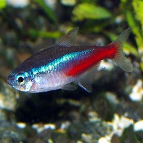 Neon Tetra Fish The Care Feeding And Breeding Of Neon