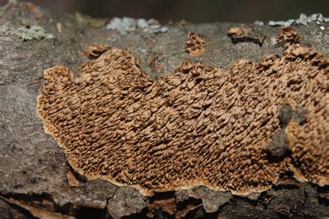 brown-toothed crust fungus (EwA Guide to the Fungi, Lichens and Slime Molds of the Fells (US ...