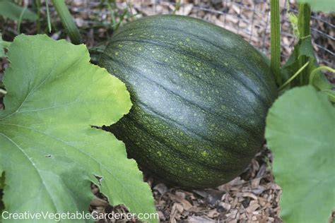 Creative Vegetable Gardener:Pumpkin Growing Stages: From Seed to Harvest - Creative Vegetable ...