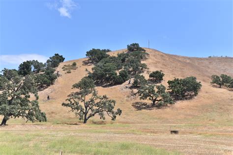 Hillside Of Oak Trees Free Stock Photo - Public Domain Pictures