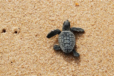 Cute Baby Sea Turtles In The Water