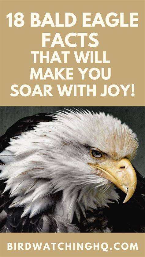 18 Bald Eagle Facts That Will Make You Soar With Joy! - Bird Watching HQ | Eagle facts, Fun ...