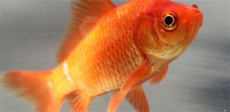 Goldfish - Wikipedia