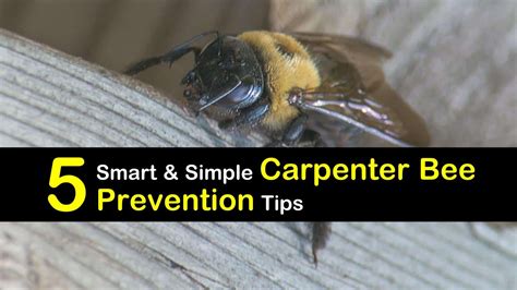 5 Smart and Simple Carpenter Bee Prevention Tips