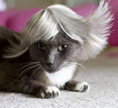 Hairless Cat In Wig at adamahawkinson blog