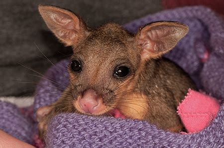 Baby Australian Possum