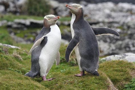 Yellow-eyed penguins (Hoiho) native to New Zealand. Sea Birds, New Zealand, Penguins, Yellow ...