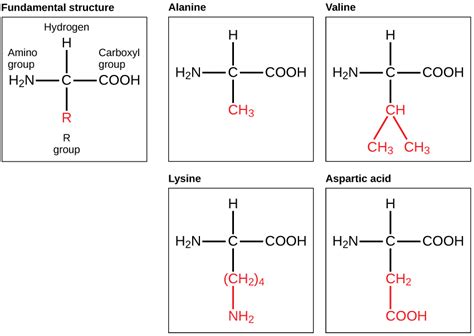 Calculate pi of amino acid with r group - flipzik