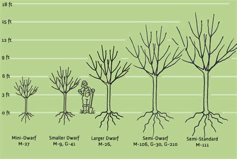 Fruit Tree Planting Spacing : Fruit Tree Guild Plans Fruit Tree Guild Fruit Tree Guild Plans ...