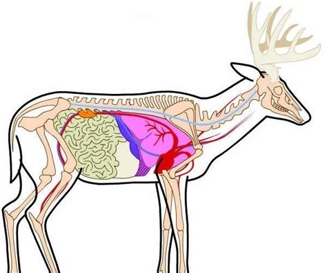 The Anatomy Of A Whitetail Deer - ANATOMY