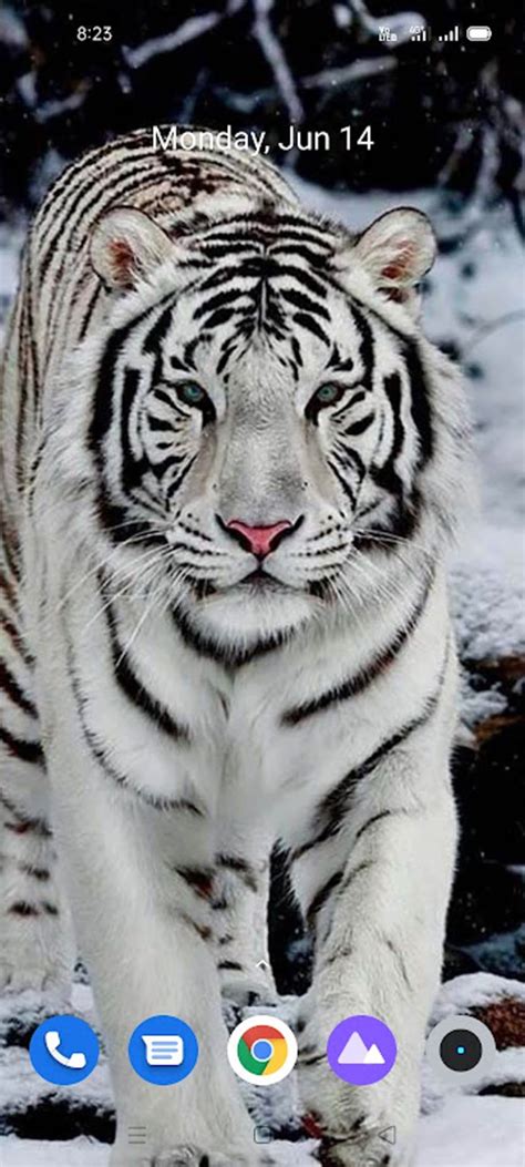 White Tiger Wallpaper Hd APK for Android - Download