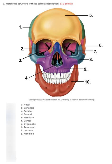 Skull Quiz Diagram | Quizlet