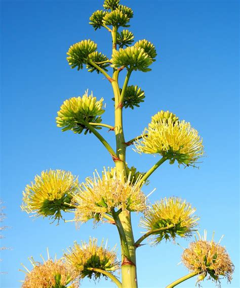 A photo, A thought............: Plant: Towering Agave flower spike.........