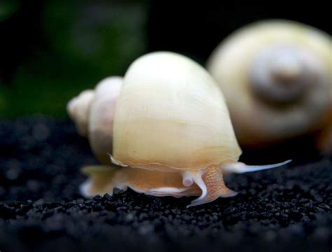 Types of Freshwater Snails: How long do Freshwater Snails Live?