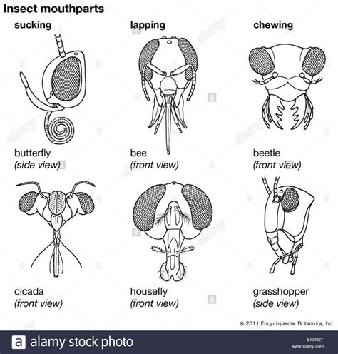 Download this stock image: Insect mouthparts - EX6R2T from Alamy's library of millions of high ...