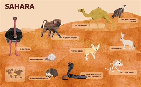 Animals – Sahara Desert | Behance