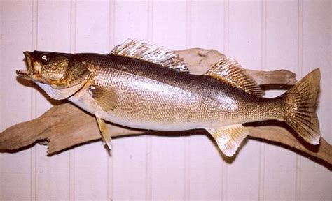 Antique Fishing Collectibles - Taxidermy Walleye - Antique Fishing ...