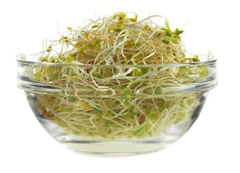 Alfalfa Sprouts Isolated - Prepared Food Photos, Inc.