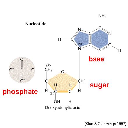 Nucleotide