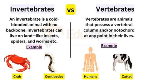 Invertebrates And Vertebrates- What's the Difference?