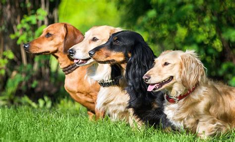 Long Red Haired Dachshund: 7 Reasons Why They Make the Perfect Companion!