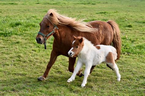 200+ Free Shetland Pony & Pony Images - Pixabay