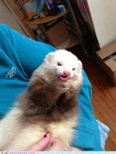 8 Ferret Food ideas | ferret, pets, pet ferret