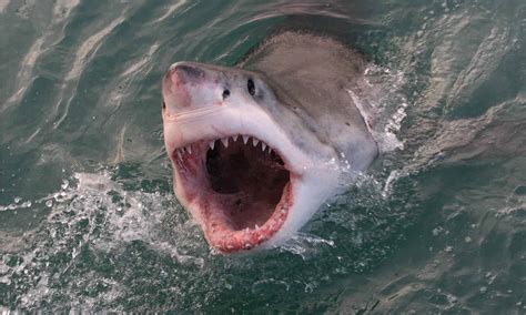 Salmon Shark vs Great White Shark: 3 Differences & Who Wins in a Fight