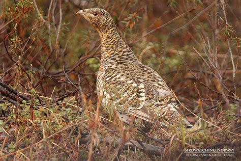 Birding in Southern Norway - birdwatchingnorway - birdwatchingnorway