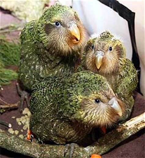 Kakapo ‘curse’ hits breeding season – but more eggs to come ...