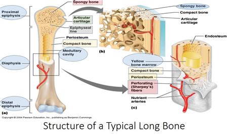 Human Bone Anatomy Chart / Human Skeleton Anatomy Vintage 1940s High Res DIGITAL ... - Human ...