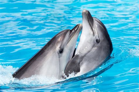 Two Dolphins Dancing in the Pool Stock Photo - Image of aquarium, dolphin: 111237660