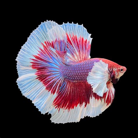 Dumbo Lavender Halfmoon Fish | Male Betta Fish | Tropicflow