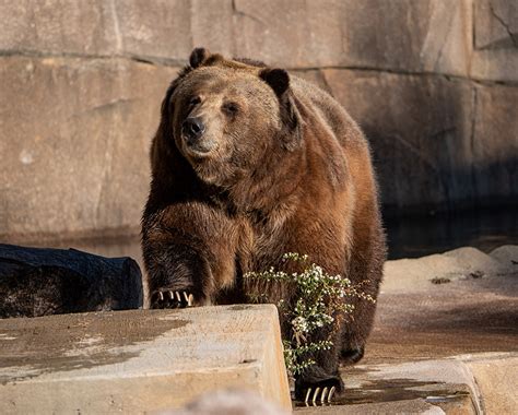 Changes to Former Polar Bear Habitat - Zoological Society of Milwaukee